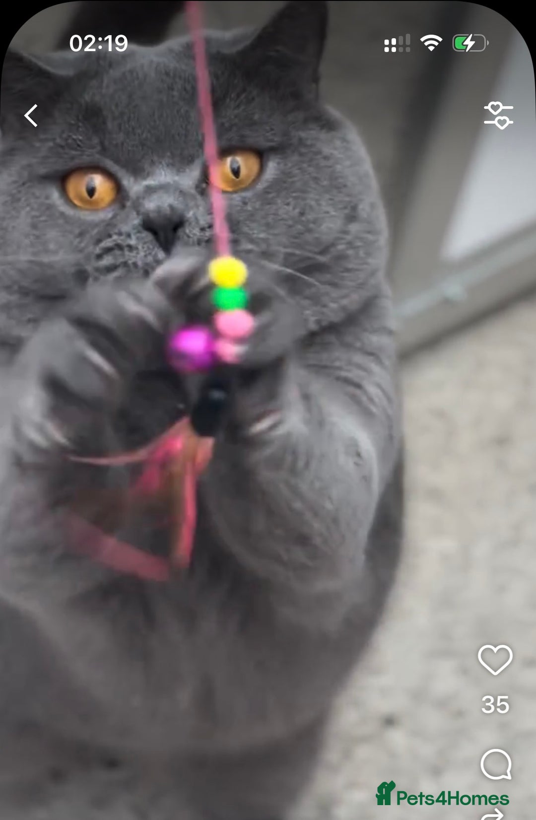 British Shorthair cats for stud: Champion Blue Boy, Kotoffski Lines FOR STUD - Advert 8