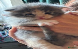 Maine Coon cats for sale: Beautiful Maine Coon X kittens - Image 5