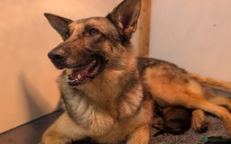 German Shepherd dogs for sale: KC Pups From Health Tested Champion Bloodlines  - Image 8