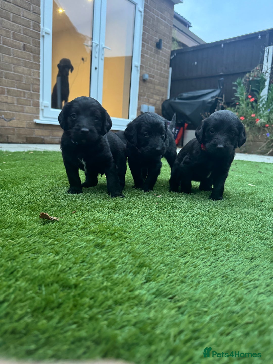 Labradoodle dogs for sale: Labradoodles fully vaccinated & microchipped  - Advert 13