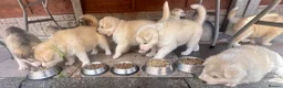 Alaskan Malamute dogs for sale: Rare big pure Alaskan Malamute pups in Wolverhampton - Advert 9