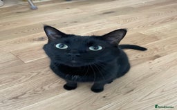 Mixed Breed cats for sale: Loving 4 Year Old Cat Looking for a Forever Home - Image 1