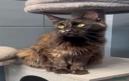 Maine Coon cats for sale: Tortie maine coon girl looking for adoption - Image 1