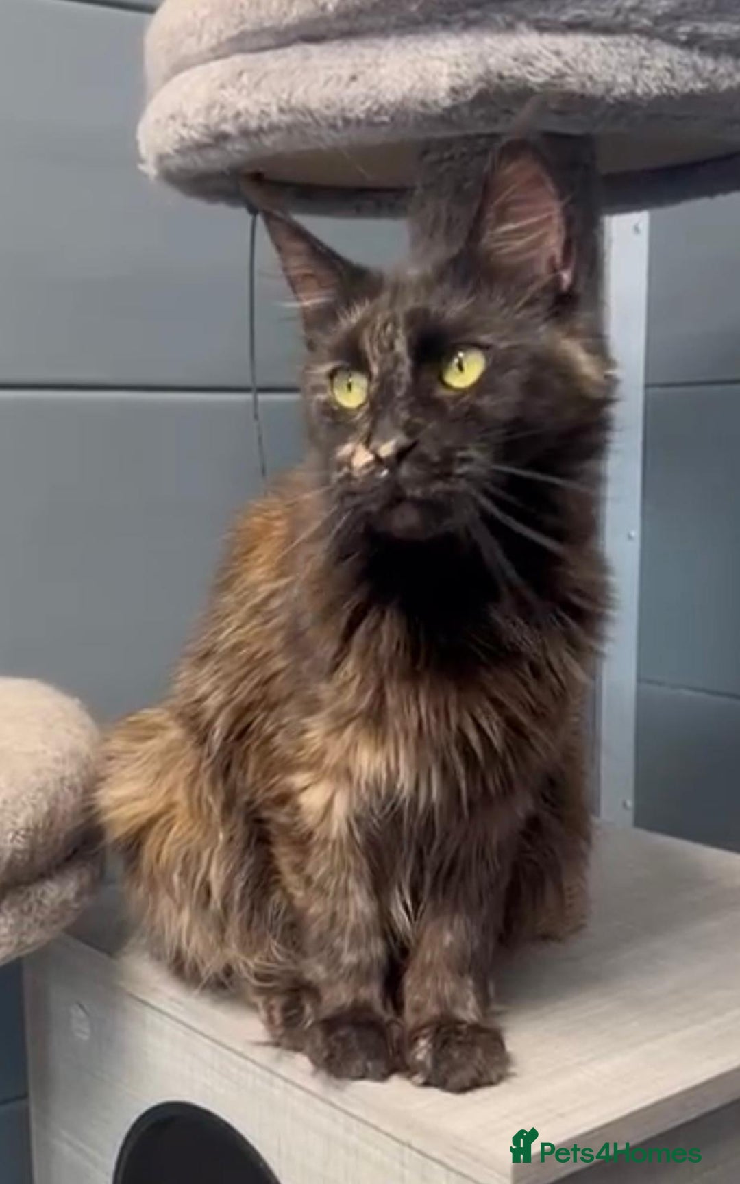 Maine Coon cats for sale: Tortie maine coon girl looking for adoption - Image 1