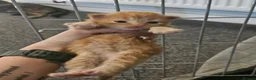 Mixed Breed cats for sale: Beautiful kittens ( ginger girls)  - Advert 8