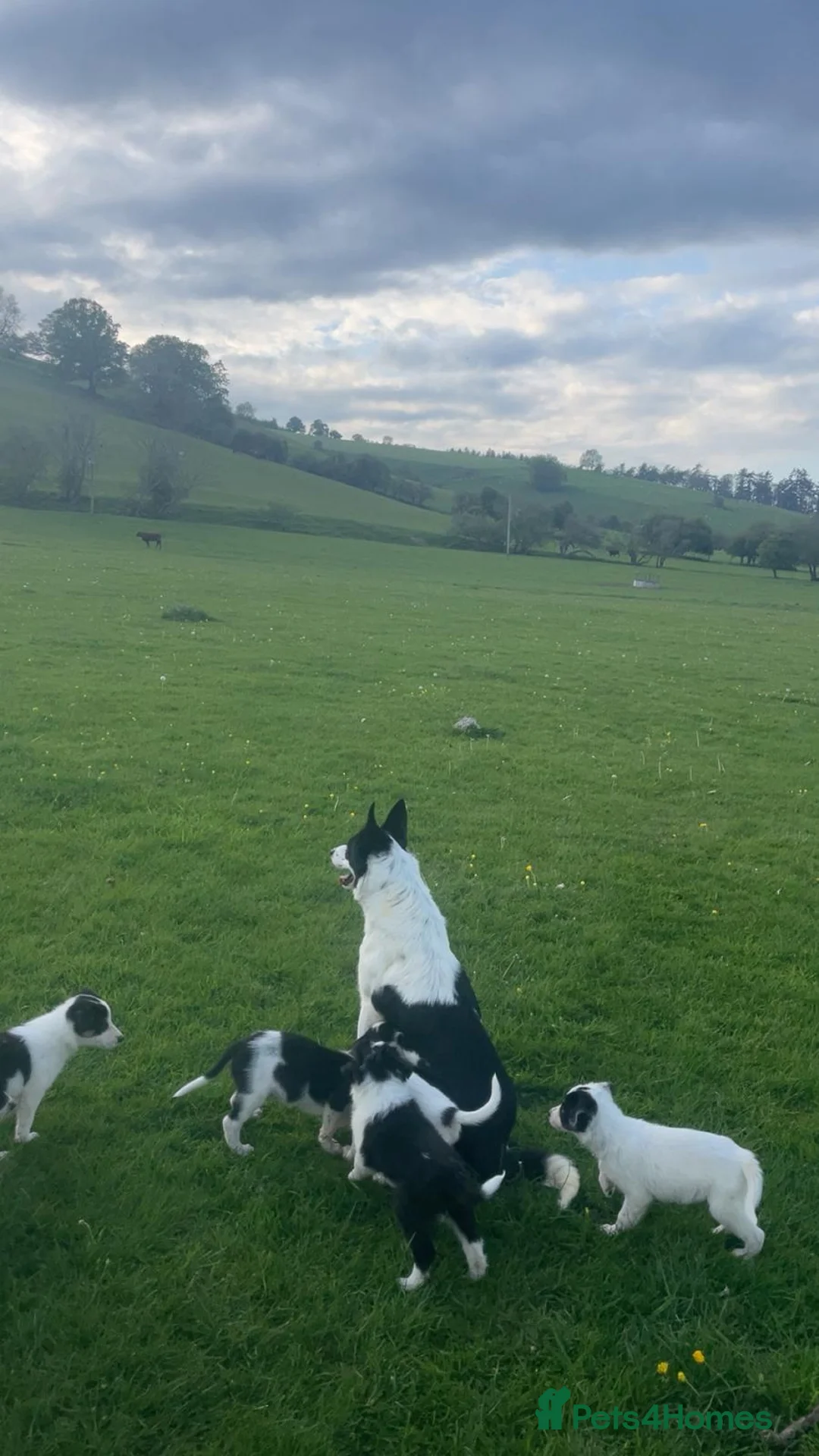 Smooth Collie dogs for sale: Sheepdog pups - Advert 2
