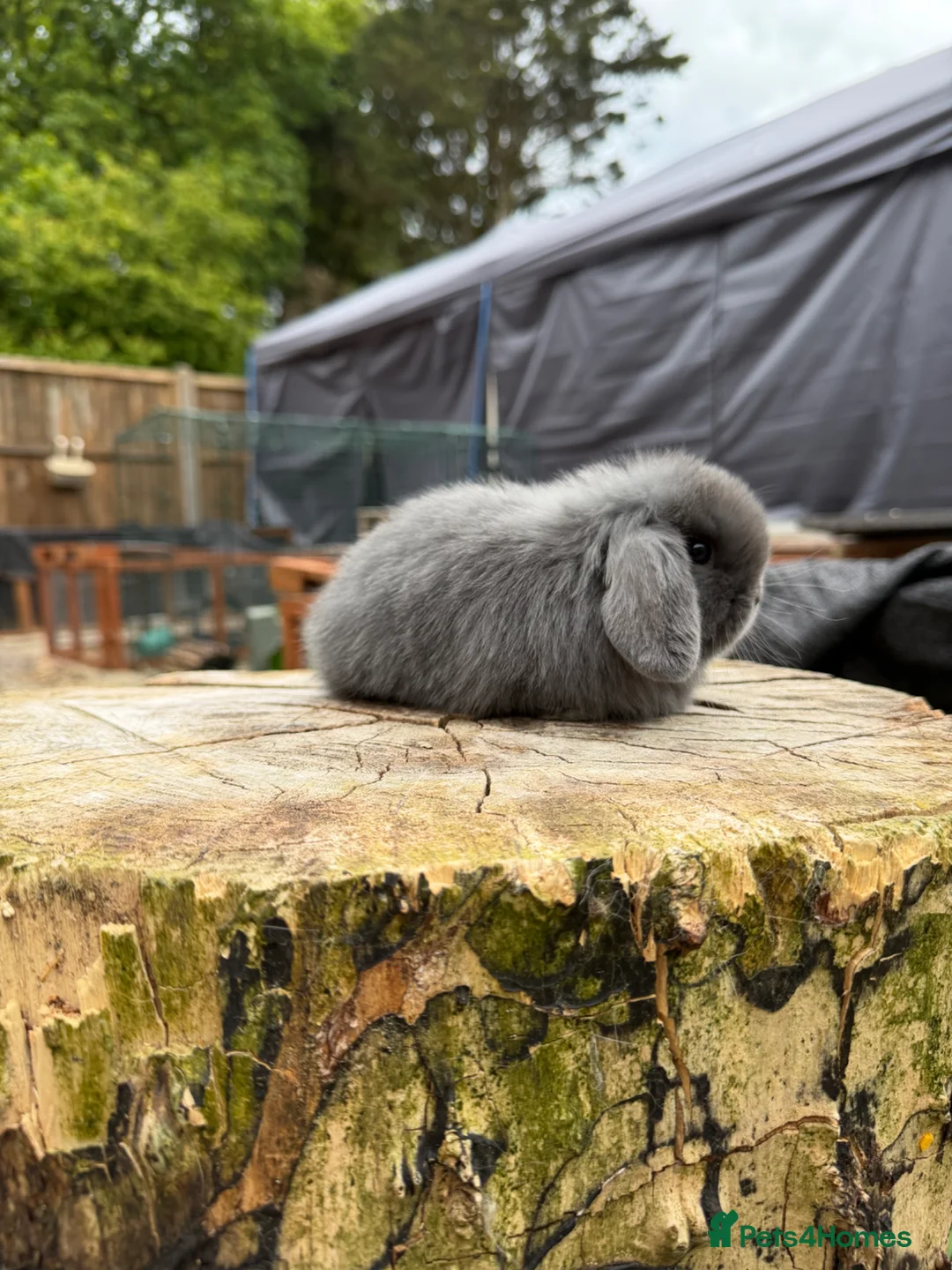 Mini Lop rabbits for sale: Mini Lop Doe - Advert 2