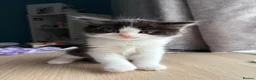 Persian cats for sale: Persian Dollface x BSH - Advert 7