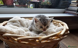 British Shorthair cats for sale: Gorgeous British Shorthair Kittens   - Image 1