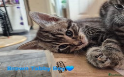 Domestic Shorthair cats for sale: 3 Beautiful kittens  - Image 10