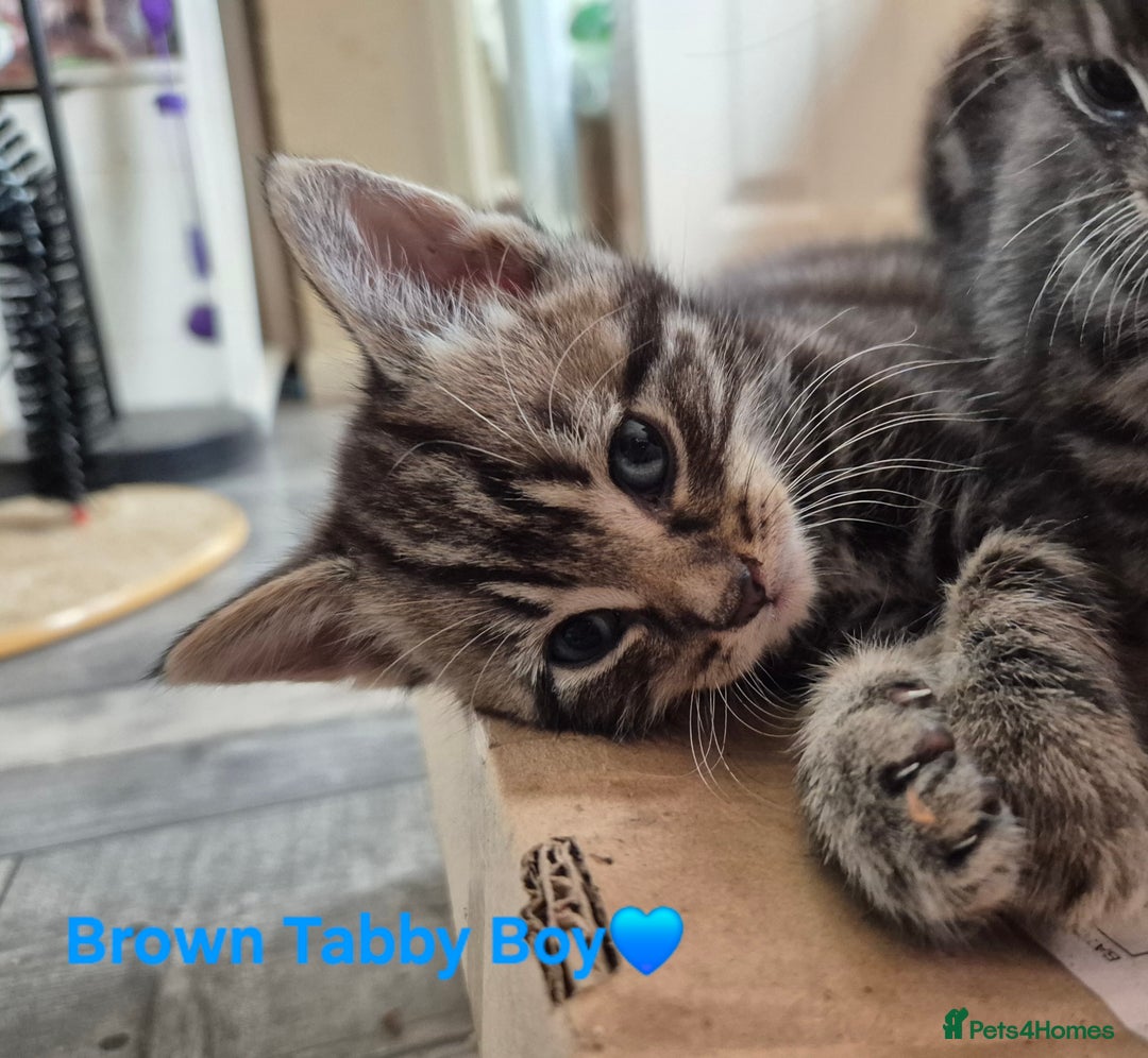 Domestic Shorthair cats for sale: 3 Beautiful kittens  - Image 10