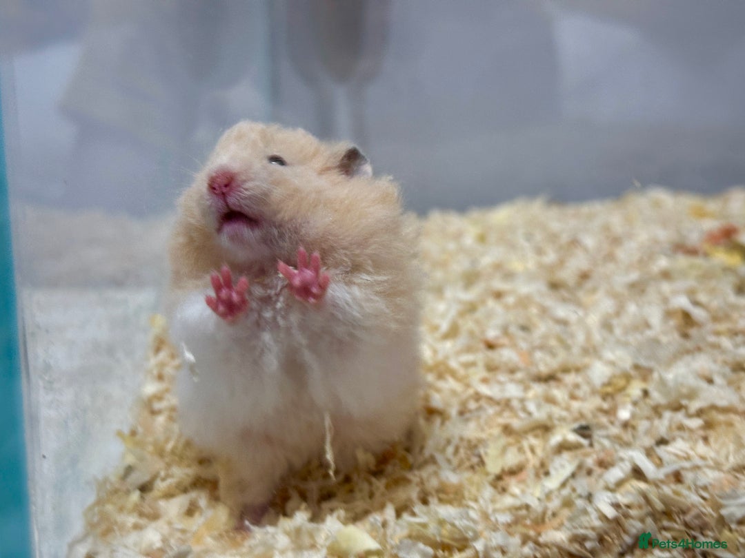 Hamster rodents for sale: Longhaired Rex/Straight Syrian Hamster Babies - Image 2