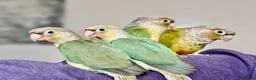 Conures birds for sale: Hand tame baby conures in Worthing - Advert 3