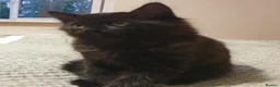 Mixed Breed cats for sale: Chocolate — A Little Fluffy Bundle of Love! - Advert 1
