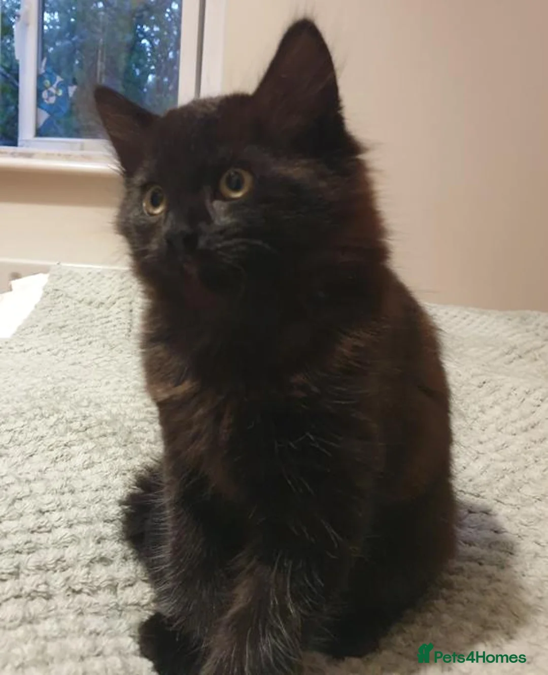 Mixed Breed cats for sale: Chocolate — A Little Fluffy Bundle of Love! - Advert 1
