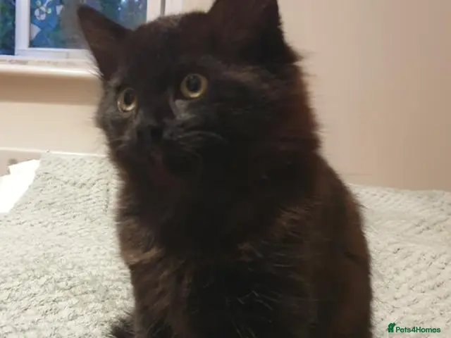 Mixed Breed cats for sale: Chocolate — A Little Fluffy Bundle of Love! - Advert 2