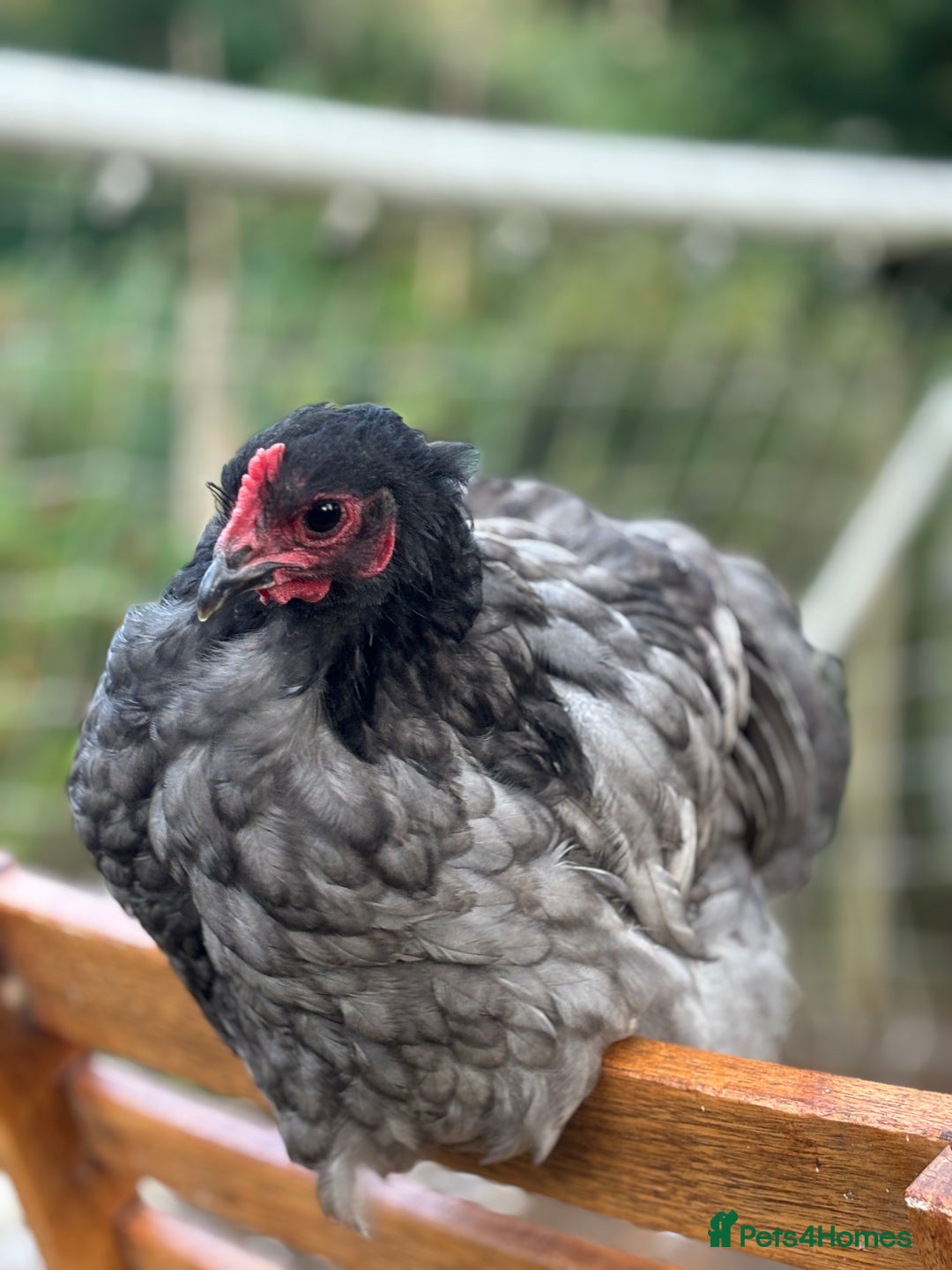 Chickens poultry for sale: Blue Orpington Bantam cockerel - Image 2