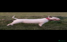English Bull Terrier dogs for sale: English Bull Terrier pups - Image 7