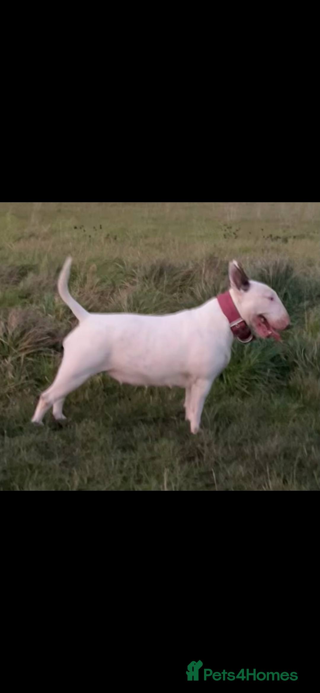 English Bull Terrier dogs for sale: English Bull Terrier pups - Image 7
