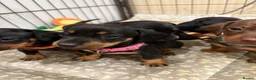 Dachshund dogs for sale: Dachshund puppies  - Advert 10