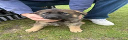 German Shepherd dogs for sale: Beautiful playful German shepherd pups in Rochford - Advert 19