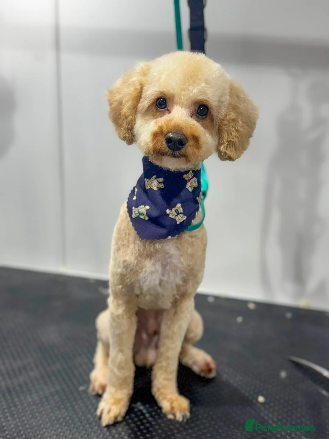 Mixed Breed dogs for adoption: Pluto the Cockerpoo - Advert 7
