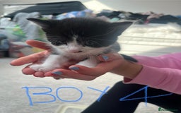 Mixed Breed cats for sale: 7 Beautiful black and white kittens  - Image 9