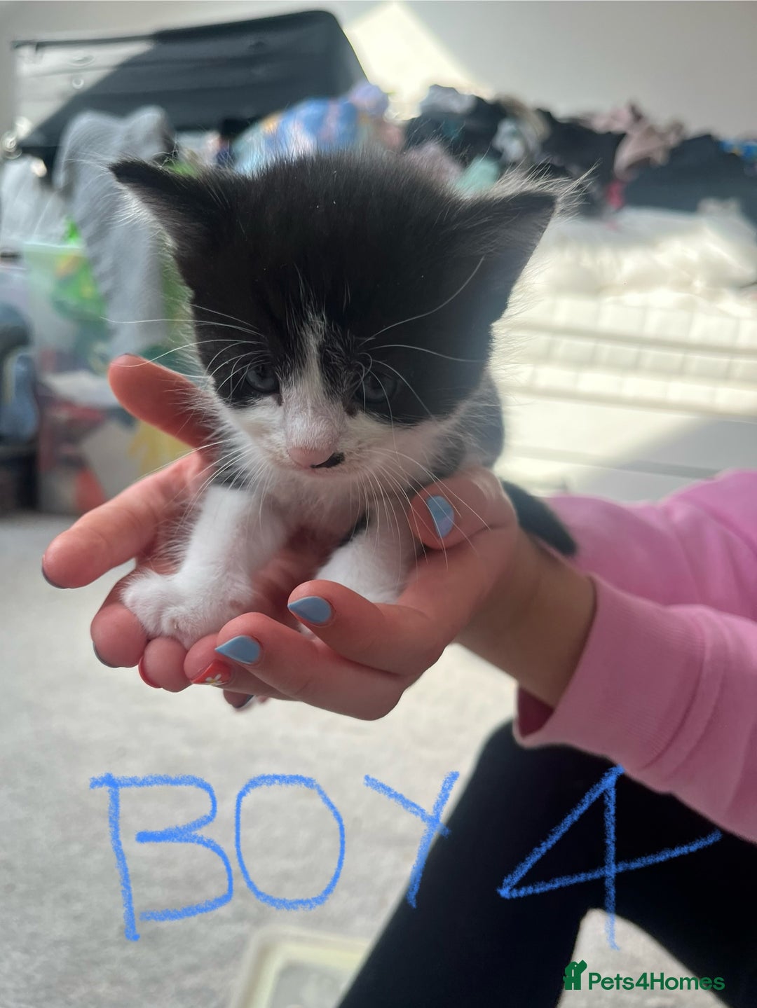 Mixed Breed cats for sale: 7 Beautiful black and white kittens  - Image 9