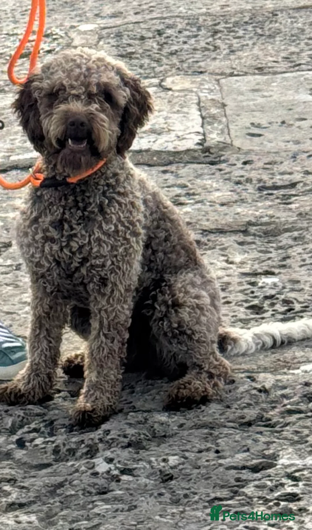 Lagotto Romagnolo dogs for sale: Lagotto Romagnolo in Dorchester - Advert 2