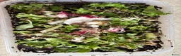 Snails invertebrates for sale: African snail babies  - Advert 13