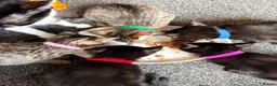 Mixed Breed cats for sale: 9 week old kittens ready to leave.  - Advert 7