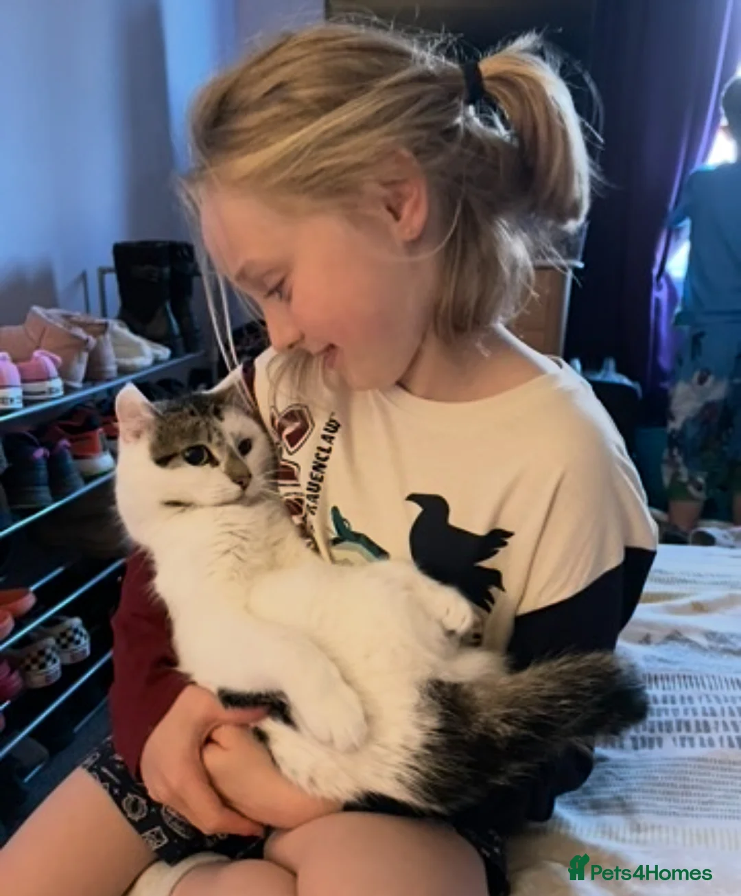 Mixed Breed cats for sale: Beautiful indoor male cat looking for a new home  - Advert 5