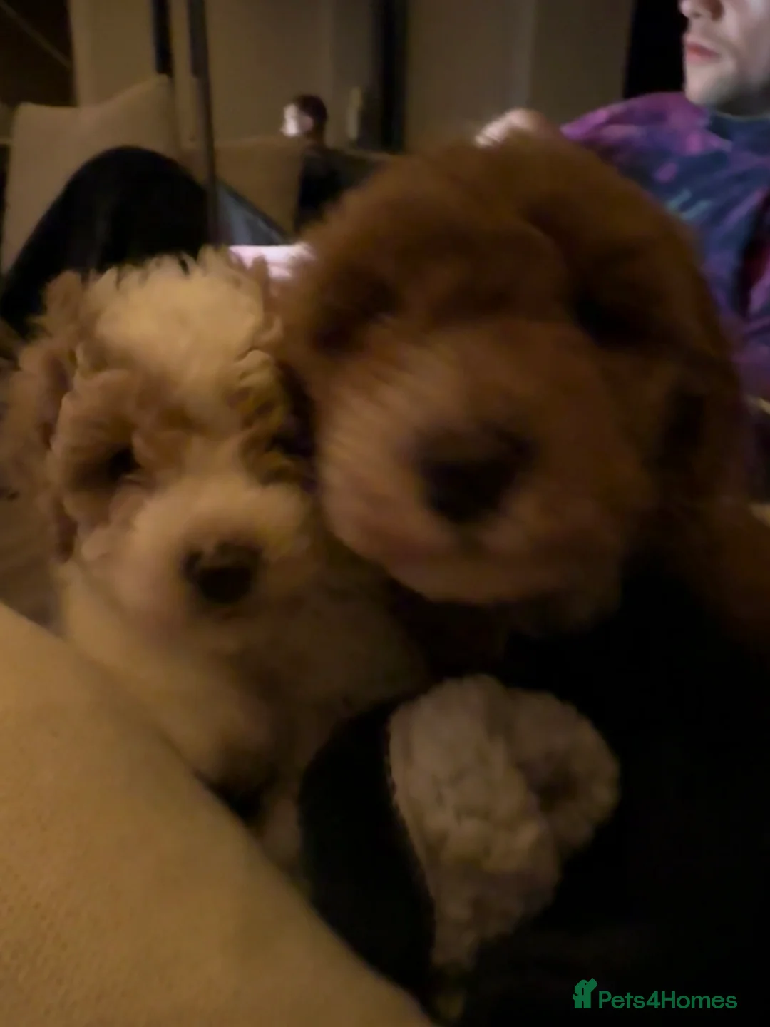 Cavapoo dogs for sale: Beautiful Male Cavapoo Puppy  - Advert 4