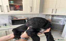 Cocker Spaniel dogs for sale: Cocker spaniels - Image 17