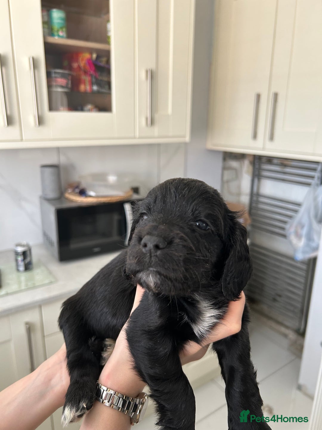 Cocker Spaniel dogs for sale: Cocker spaniels - Image 17