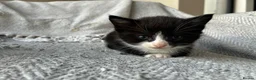 Mixed Breed cats for sale: Beautiful girl kittens  - Advert 6