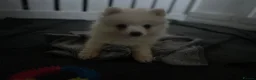 Pomsky dogs for sale: CLOUD Pomsky  - Advert 5