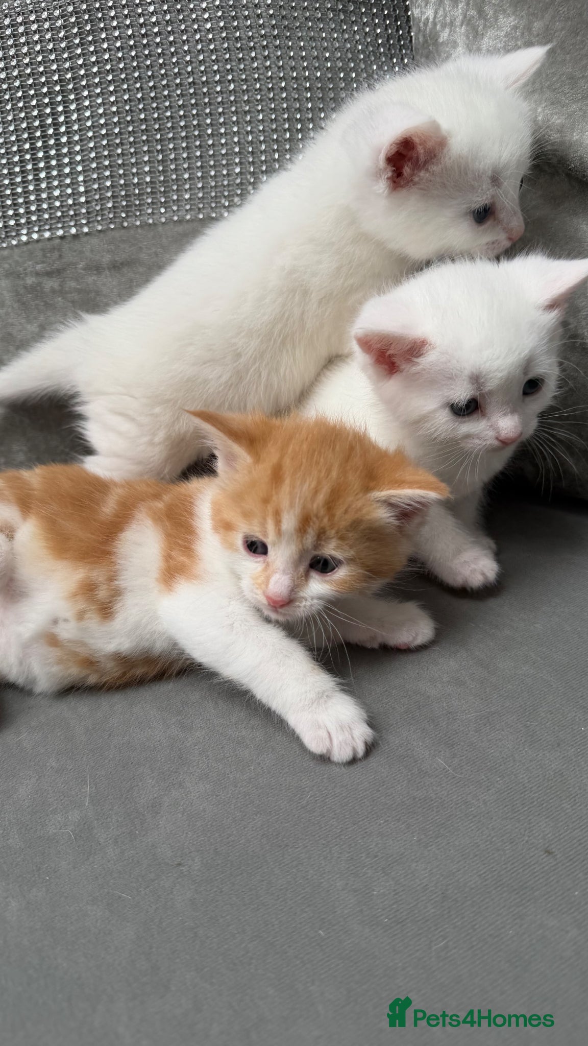 Mixed Breed cats for sale: Stunning and very playfull kittens - Advert 12