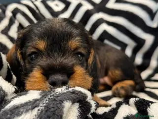Dachshund dogs Stunning Kc standard wirehaired - Advert 1
