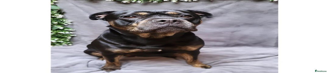 Nala