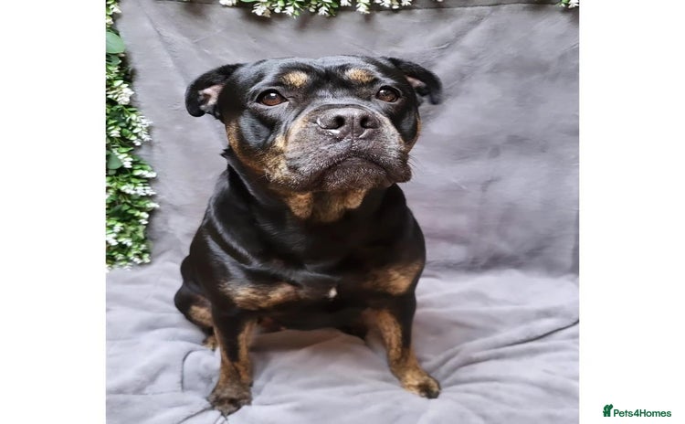 Mixed Breed dogs - Advert 2