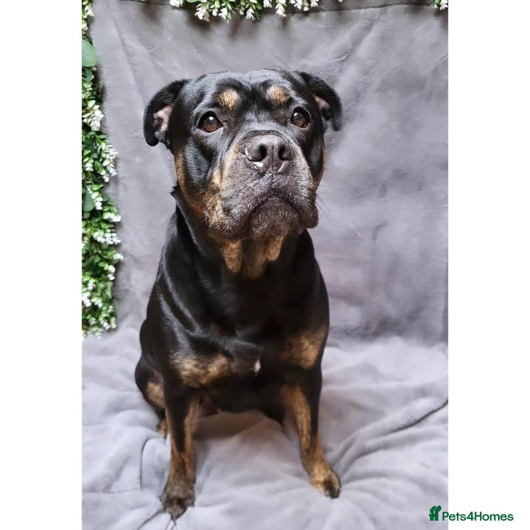 Mixed Breed dogs for sale: Our Nala looking for her forever home. - Image 1
