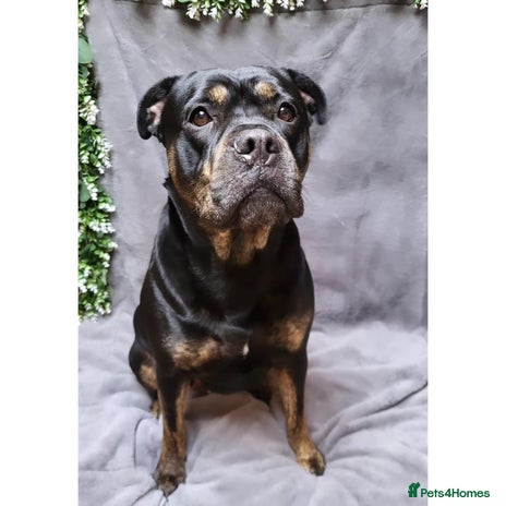 Mixed Breed dogs - Advert 1