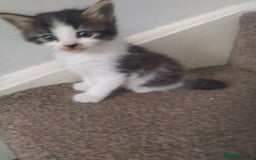 Mixed Breed cats for sale: 4 beautiful kittens ready for their forever home - Advert 12