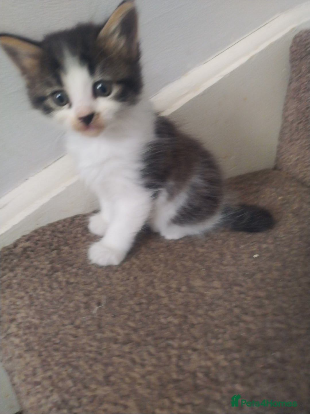 Mixed Breed cats for sale: 4 beautiful kittens ready for their forever home - Advert 12
