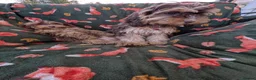 Cockapoo dogs for sale: 🌟 Superb chocolate sable cockapoo pups 🌟 in Maldon - Advert 30