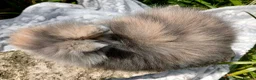 Lionhead rabbits for sale: Stunning DM Lionhead baby rabbits - Advert 6