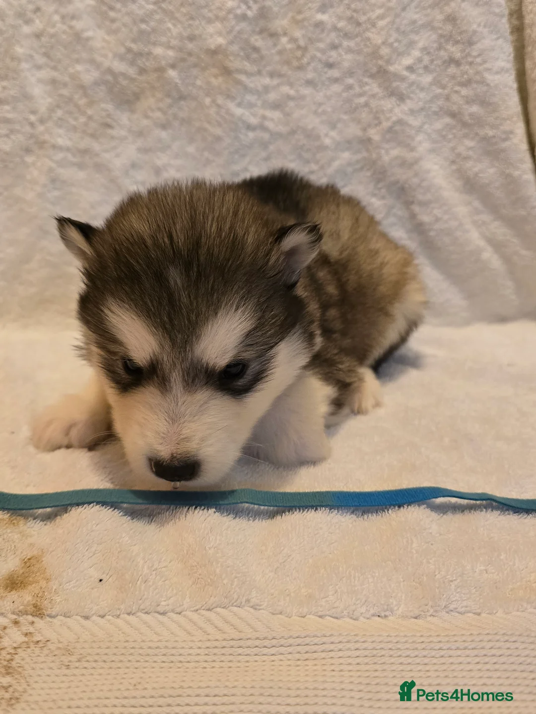 Alaskan Malamute dogs for sale: Pure Alaskan Malamute - Advert 8