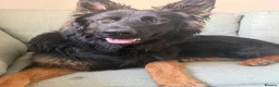 German Shepherd dogs for sale: 2 young beautiful German shepherd pups  - Advert 27
