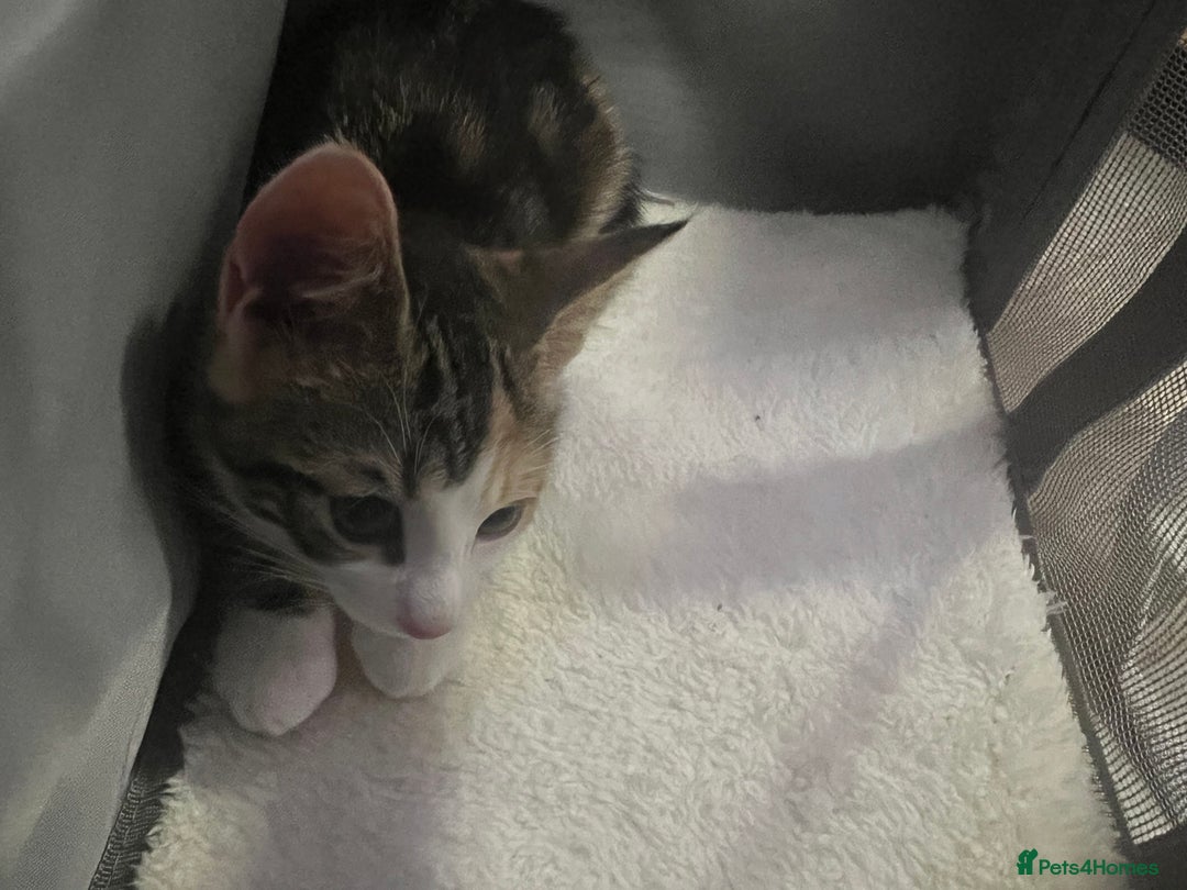 Domestic Shorthair cats for sale: URGENT SALE - Image 1